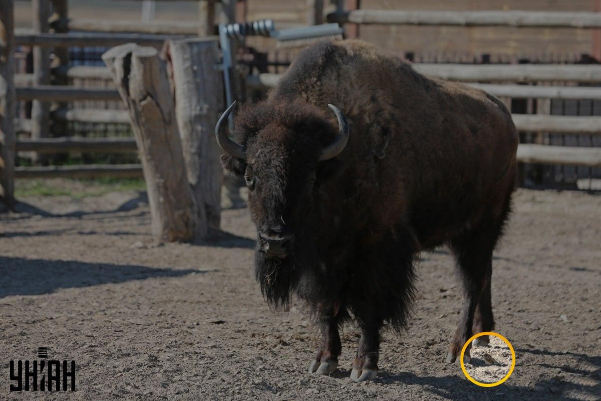 Vrabac se nalazio u lijevom kutu slike / kolaža s fotografijom Moje