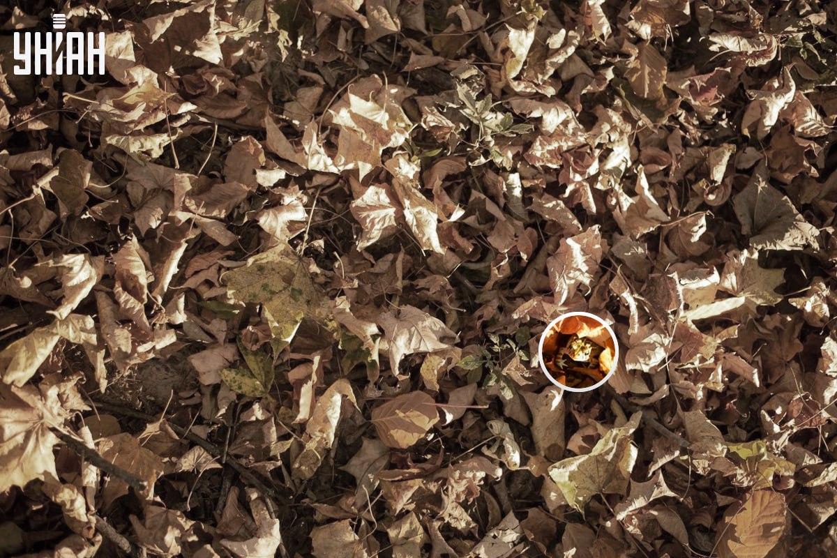 Žaba je bila nedaleko od donjeg lijevog kuta slike / kolaža s fotografijom Moje