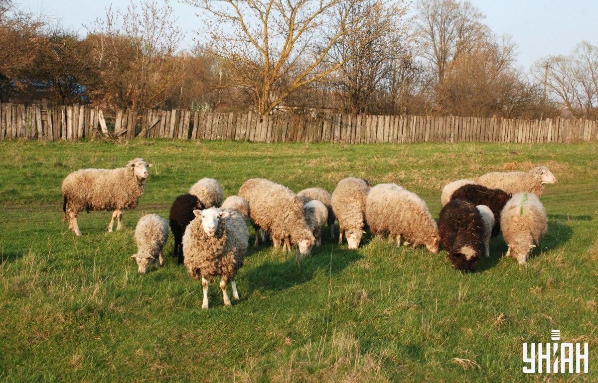 Pronađite psa za manje od 10 sekundi / kolaž s fotografijama Moje
