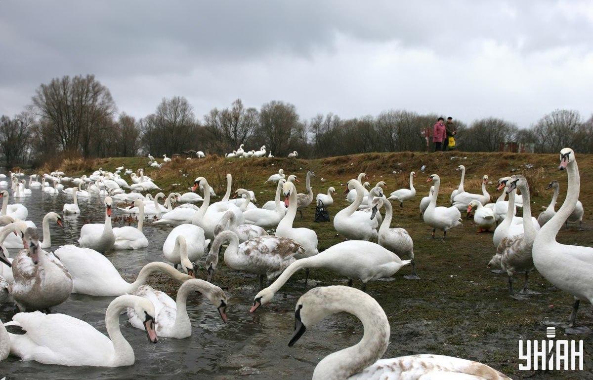 Pronađite gusku među labudovima na vrijeme / kolaž s fotografijama Moje