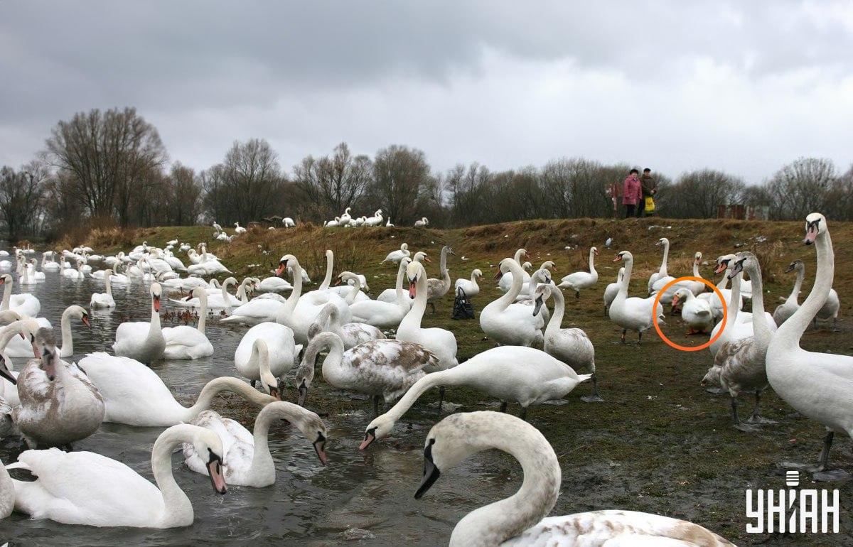 Guska se nalazi blizu središta slike / kolaža s fotografijom Moje
