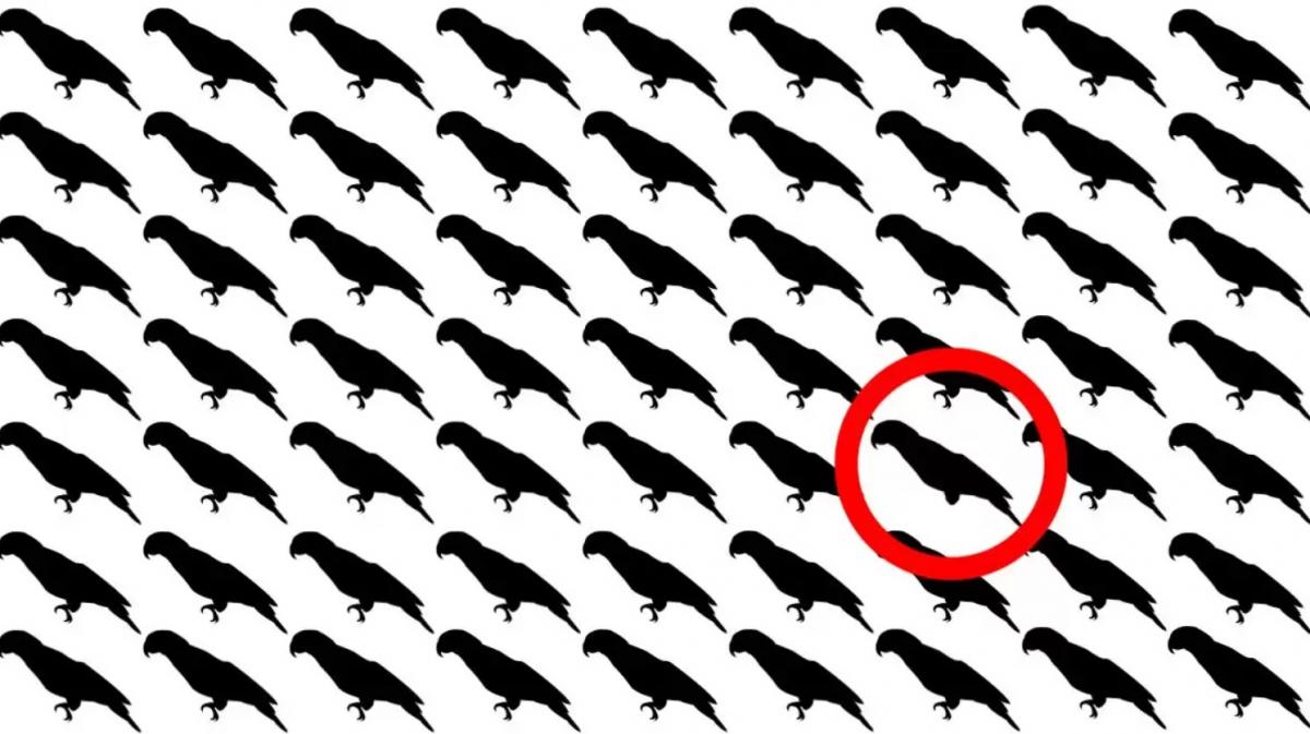 Samo 5% ljudi će pronaći papigu u ovoj optičkoj iluziji za 10 sekundi