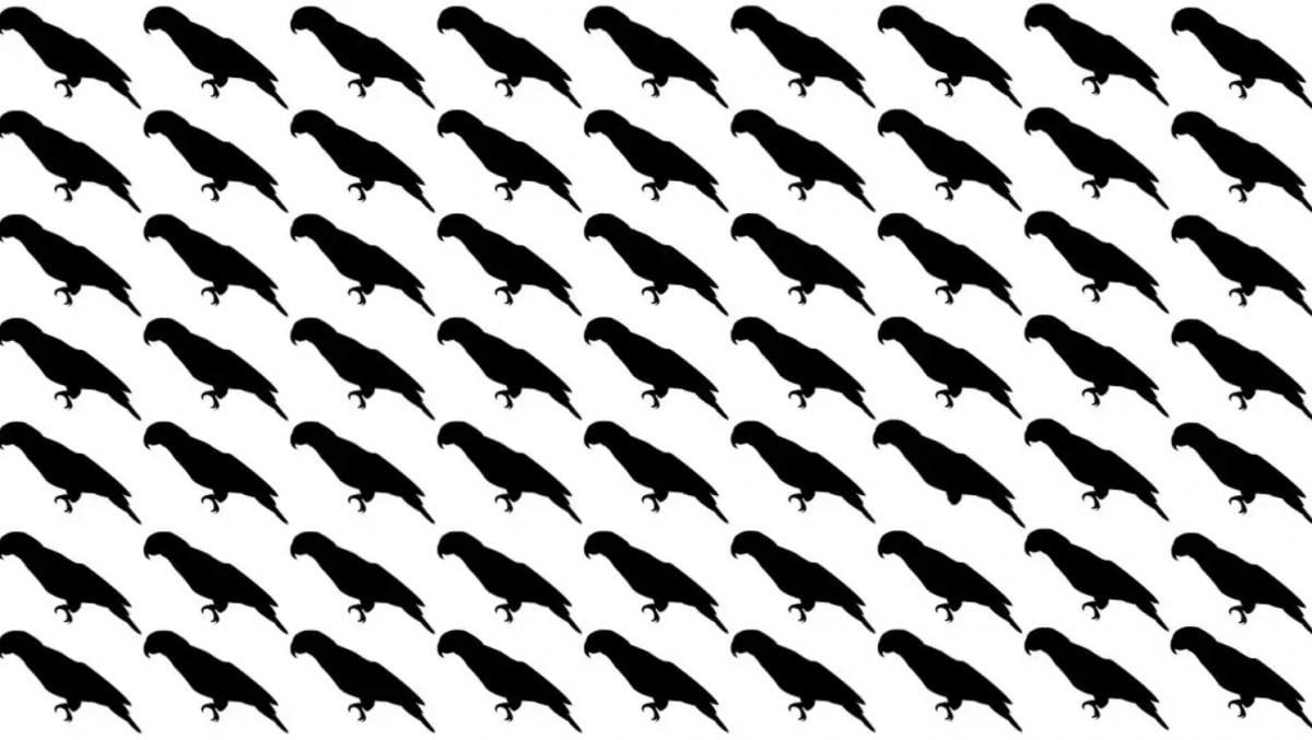 Samo 5% ljudi će pronaći papigu u ovoj optičkoj iluziji za 10 sekundi