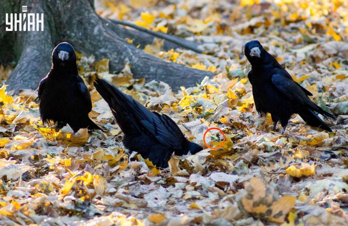 Žaba je bila gotovo u središtu slagalice / kolaž s fotografijom Moje