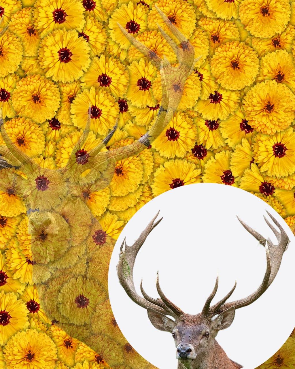 Samo 1 od 10 ljudi će pronaći jelena na slici u 7 sekundi: vrlo složena optička iluzija