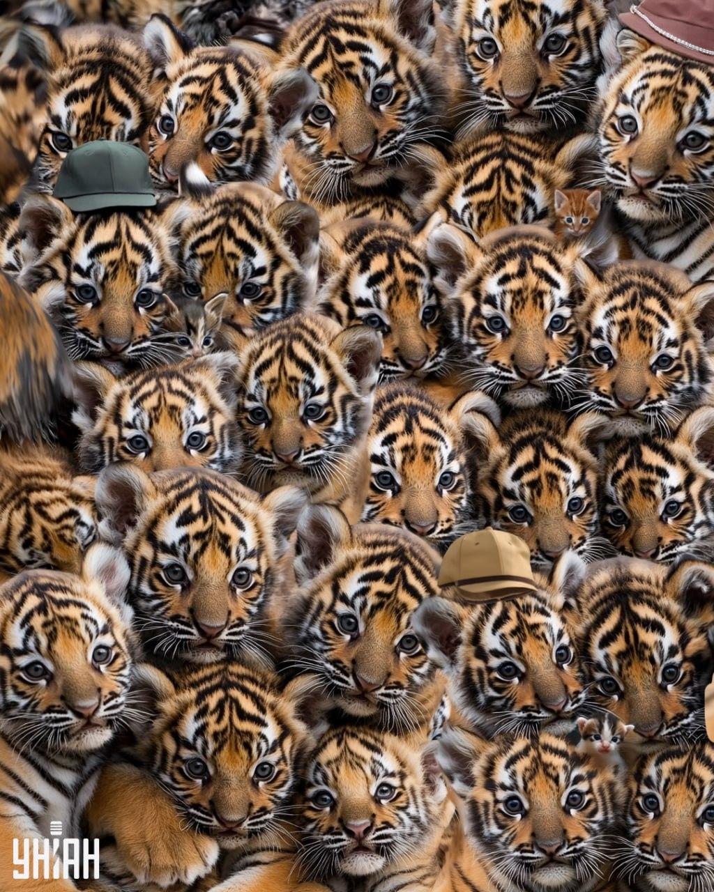 Pronađite tri mačića među tigrovima / Moje