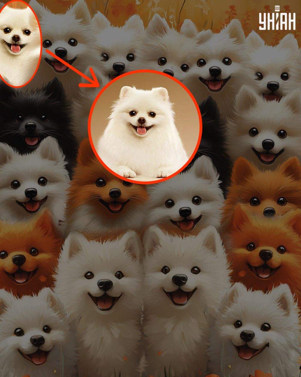 Iluzija s pravim psom - rješenje