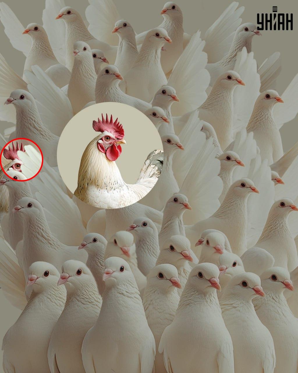 Rješenje zagonetke s pijetlom među golubovima