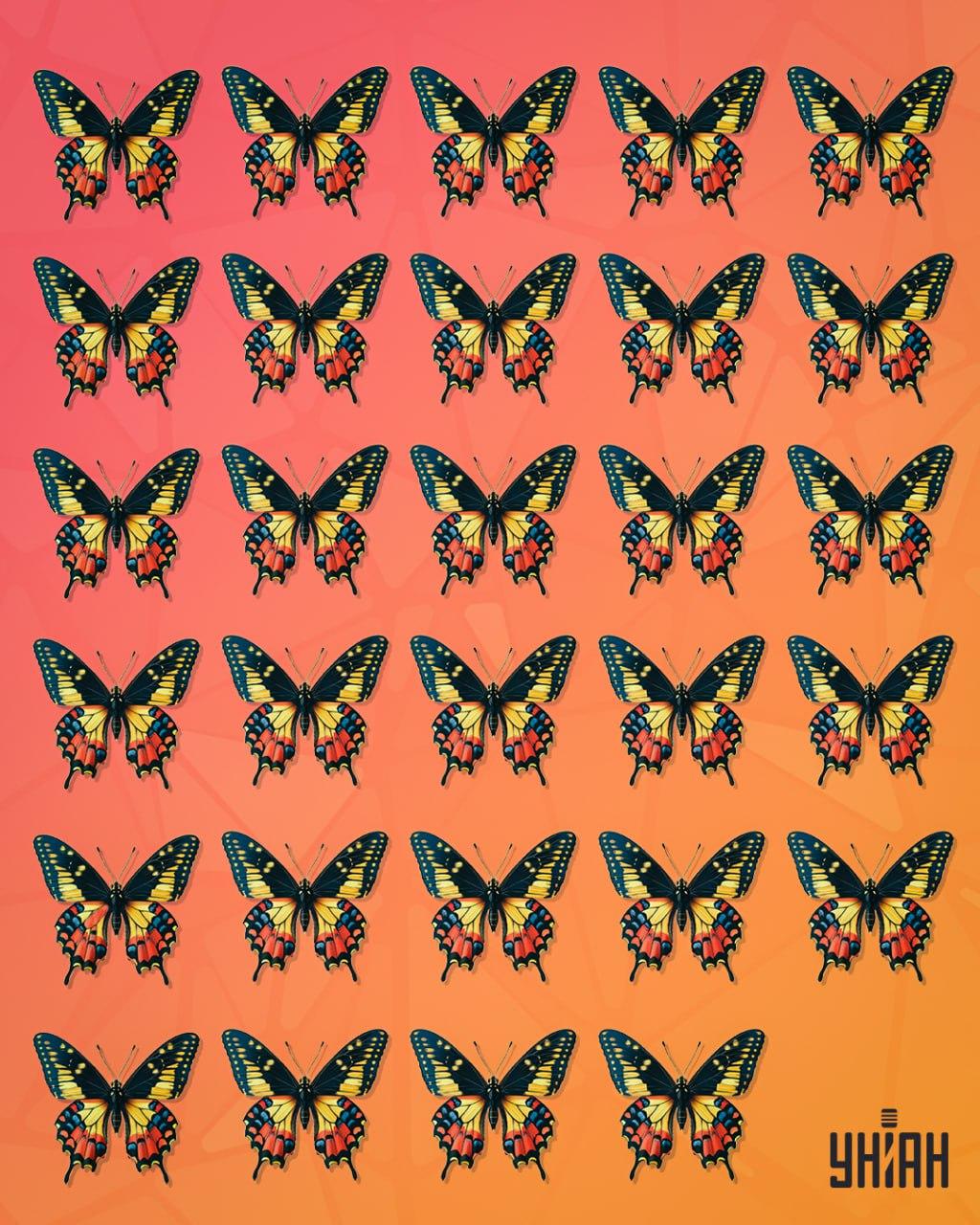 Trebali biste potražiti leptira koji se može nazvati čudnim / Moje kolaž