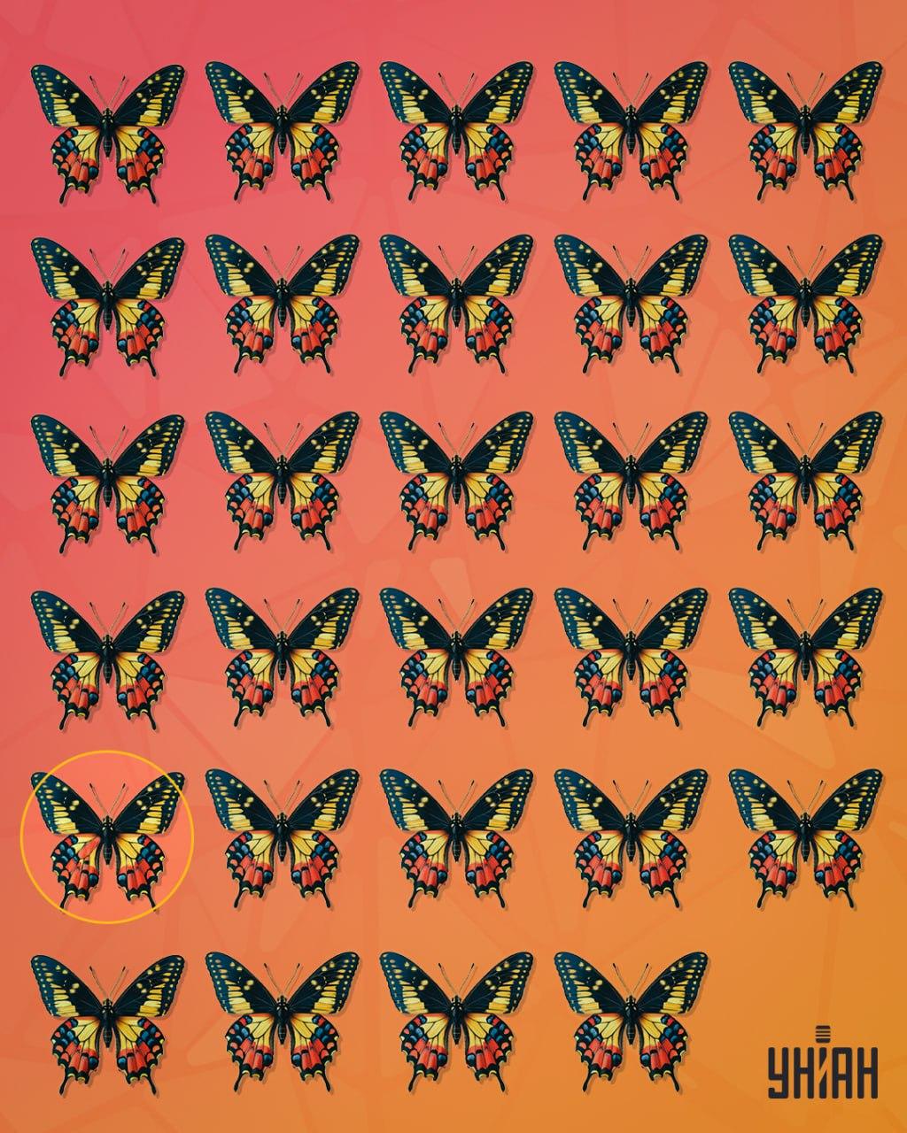 Čudan leptir bio je u drugom redu od dna slike / Moje kolaž