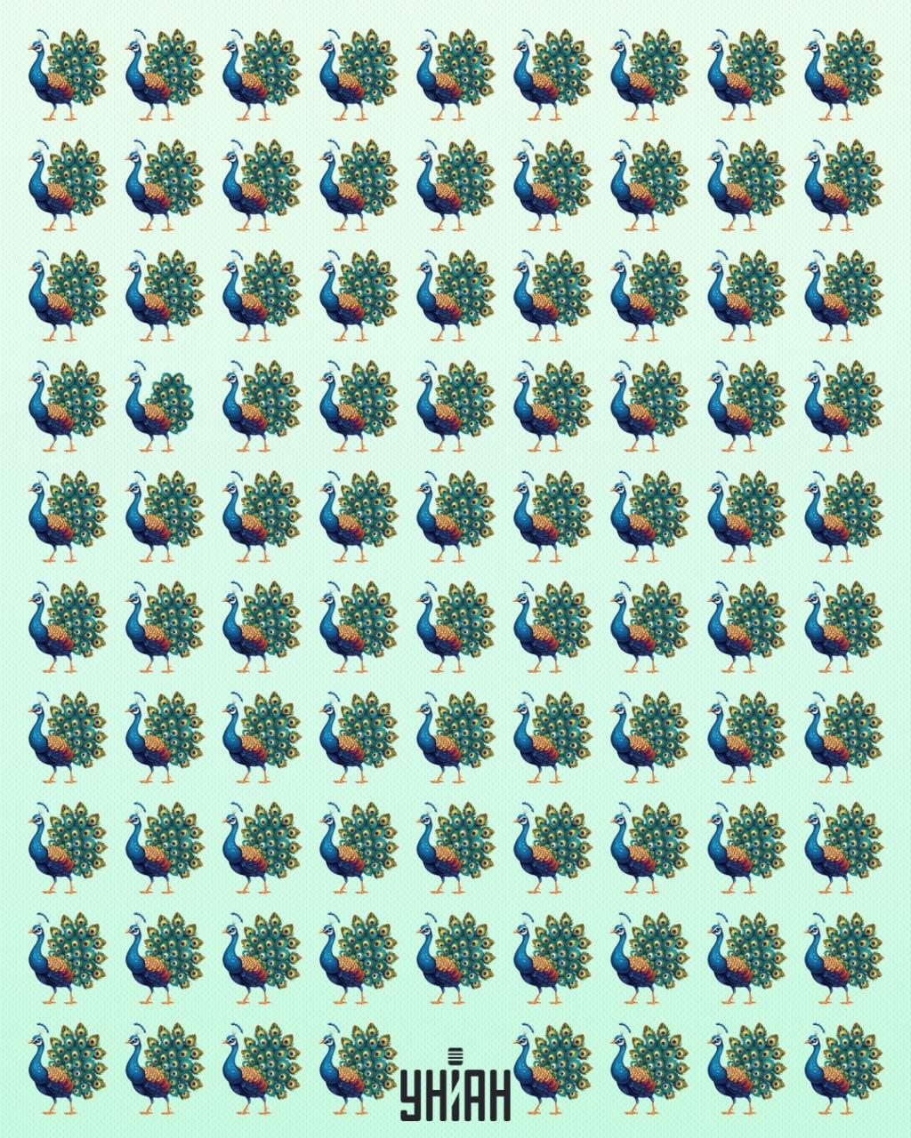 Trebali biste pronaći ekscentričnog pauna / Moje kolaž