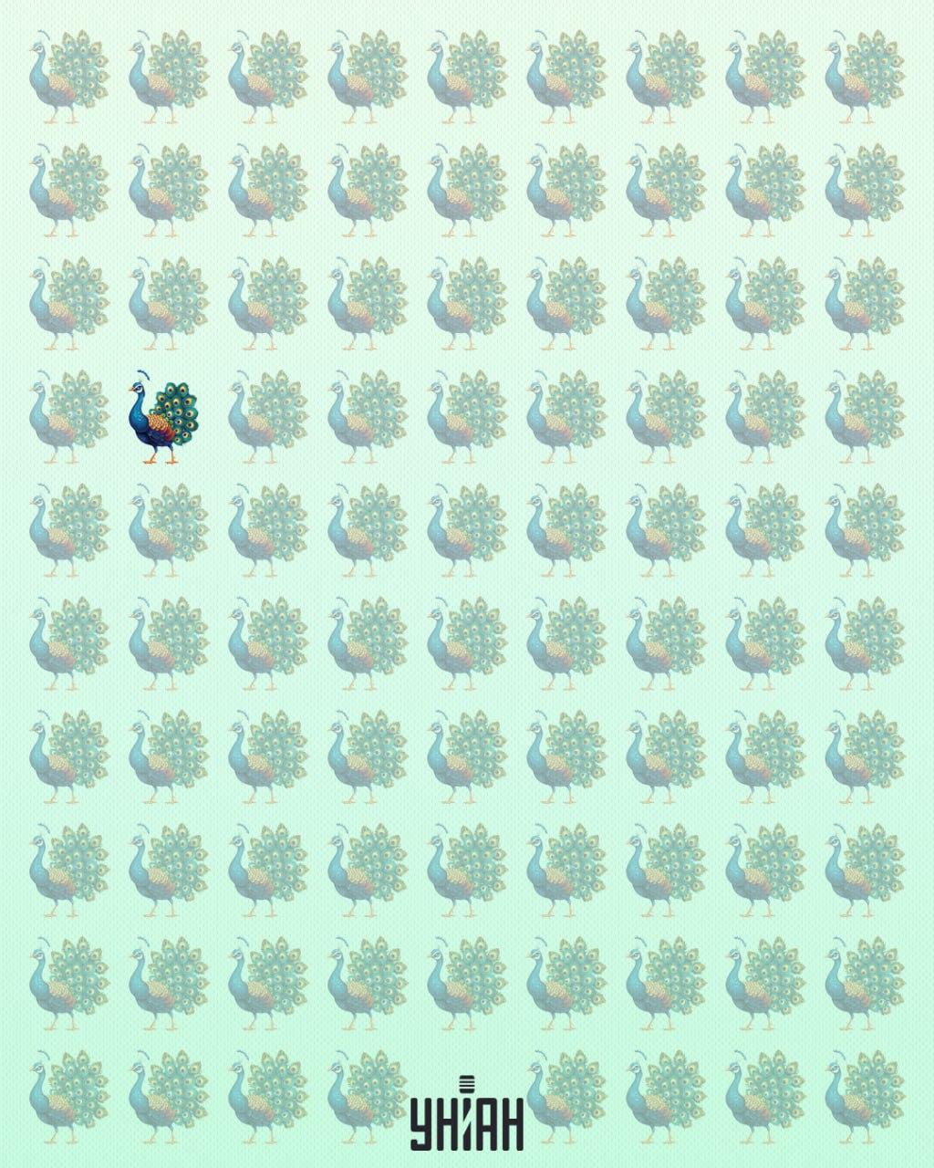 Ekscentrični paun bio je s desne strane optičke zagonetke / Moje kolaža