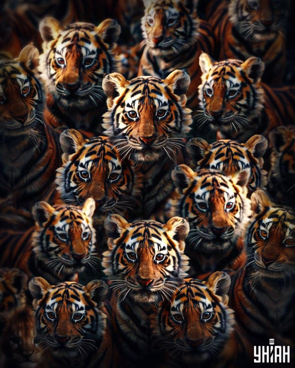 Moramo pronaći mladunče lava među tigrovima za 8 sekundi / Moje kolaž