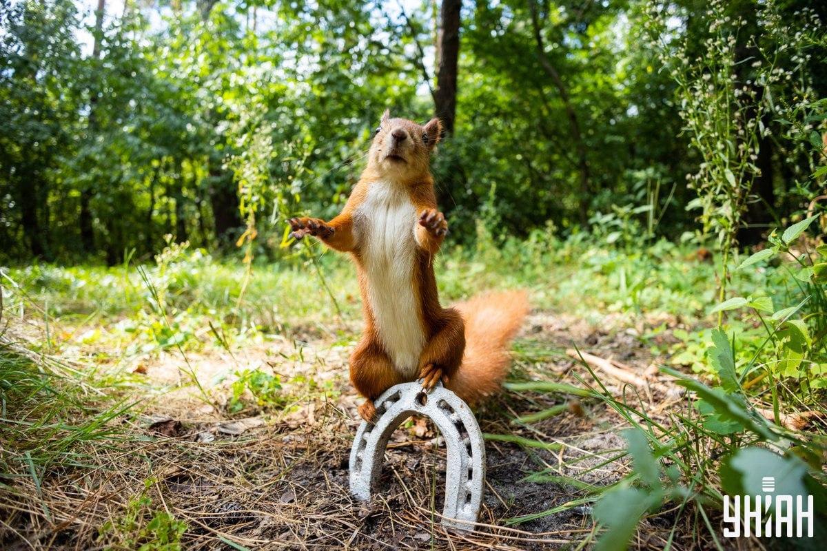 Pronađite lukavog psa na vrijeme / kolaž s fotografijama Moje