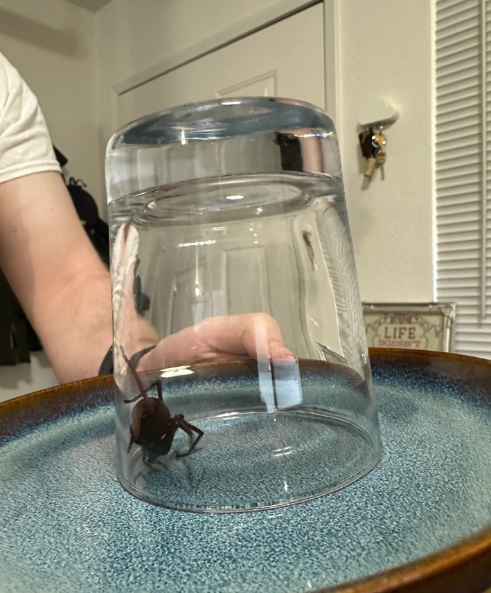 Žena je donijela pauka iz Afrike Žena je donijela pauka iz Afrike