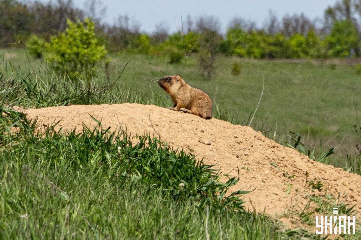 Moramo pronaći leptira / kolaž Moje