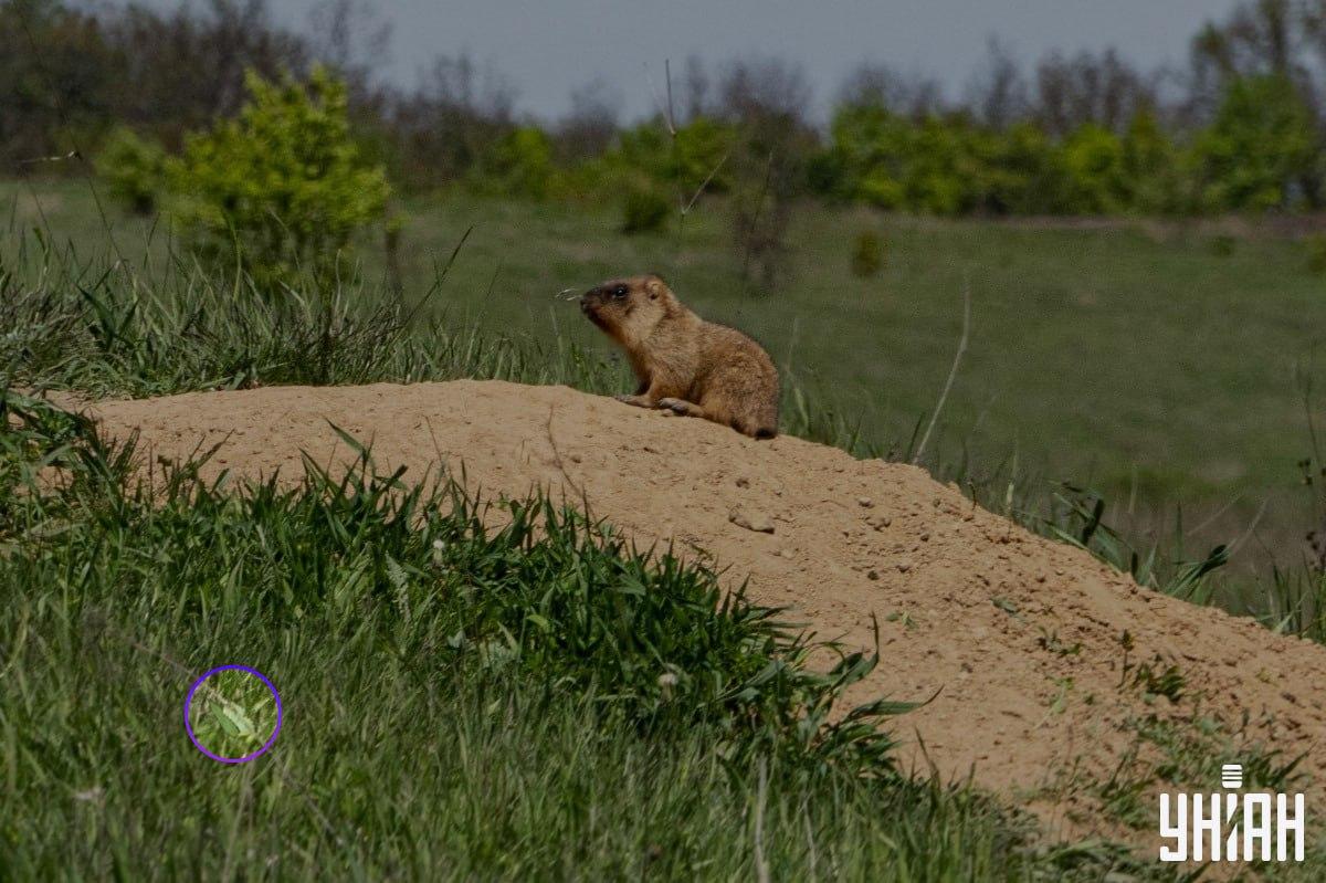 Leptir se nalazio blizu jednog od donjih uglova slike / kolaža Moje