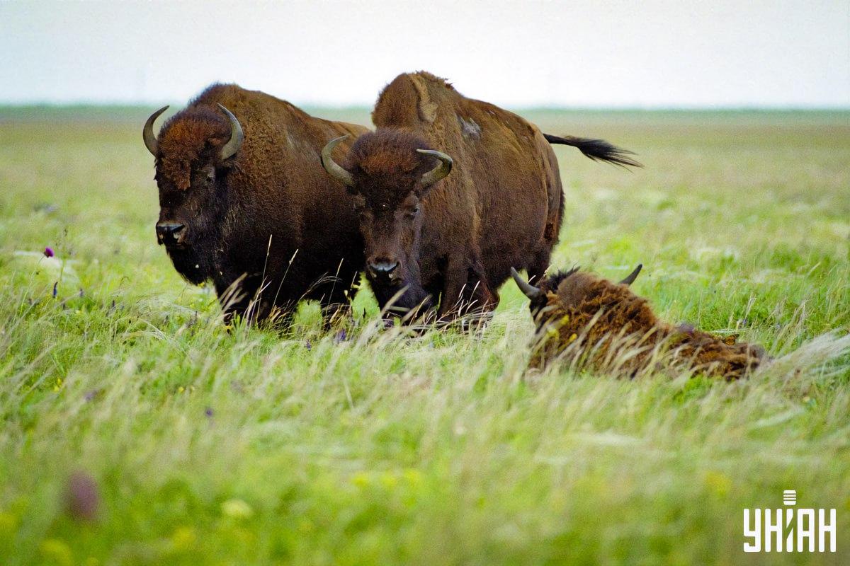 Pronađite leptira u 8 sekundi / kolaž s fotografijama Moje