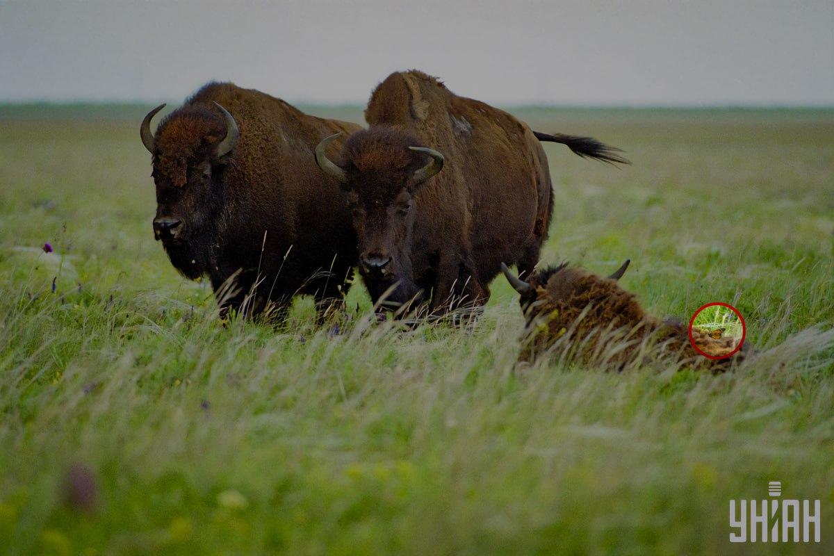Leptir je sjedio na jednom od bizona / kolaž s fotografijom Moje