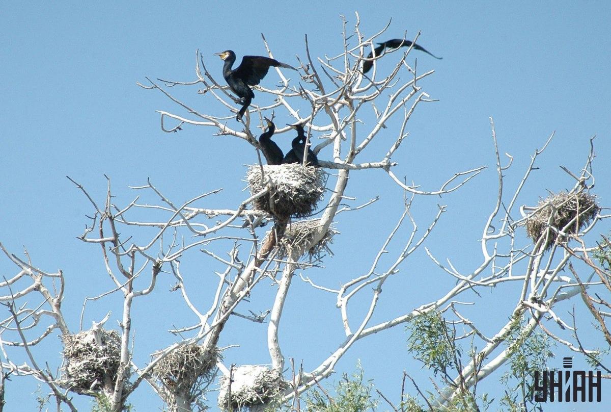 Morate pronaći vrapca u 9 sekundi / kolaž s fotografijama Moje