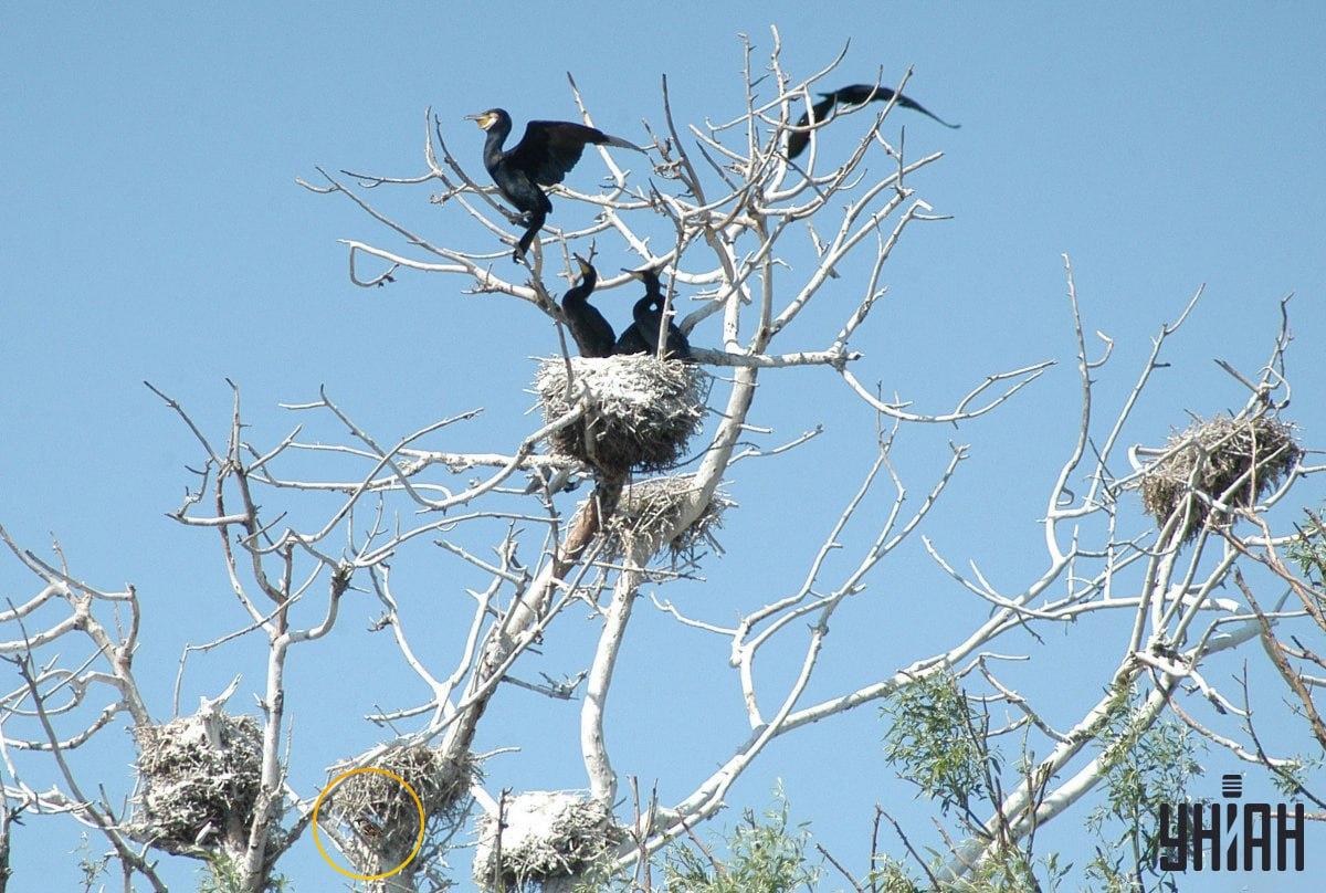 Vrabac je bio skriven na dnu vizne slagalice / kolaža s fotografijama Moje