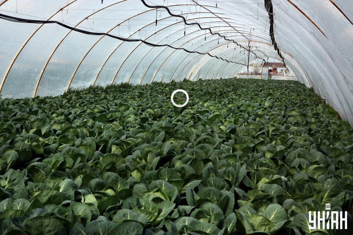 Fotografija staklenika s označenim zecom u sredini