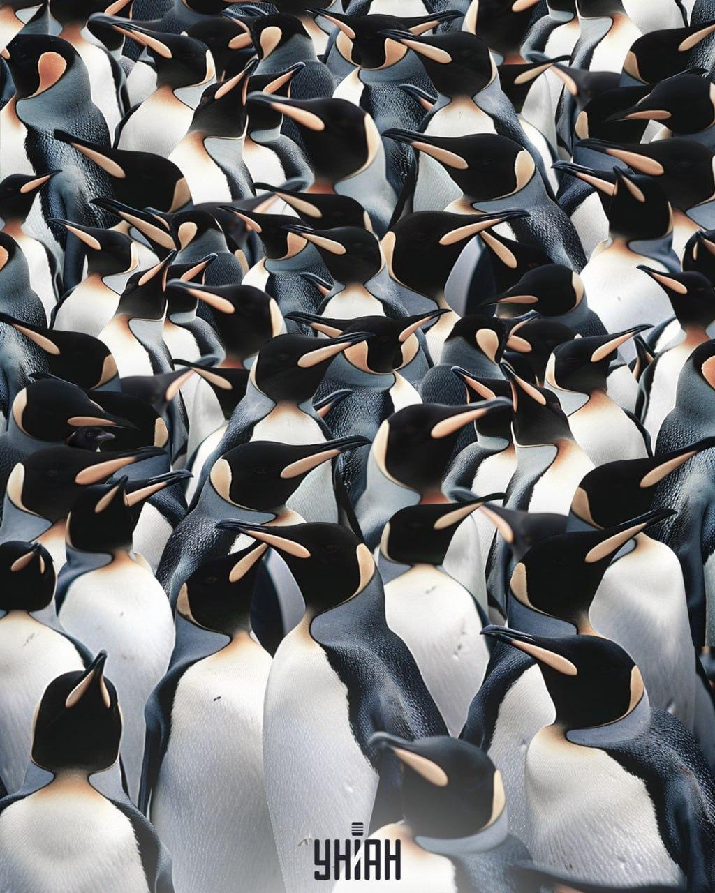 Moramo pronaći svraku među hrpom pingvina / kolaž Moje