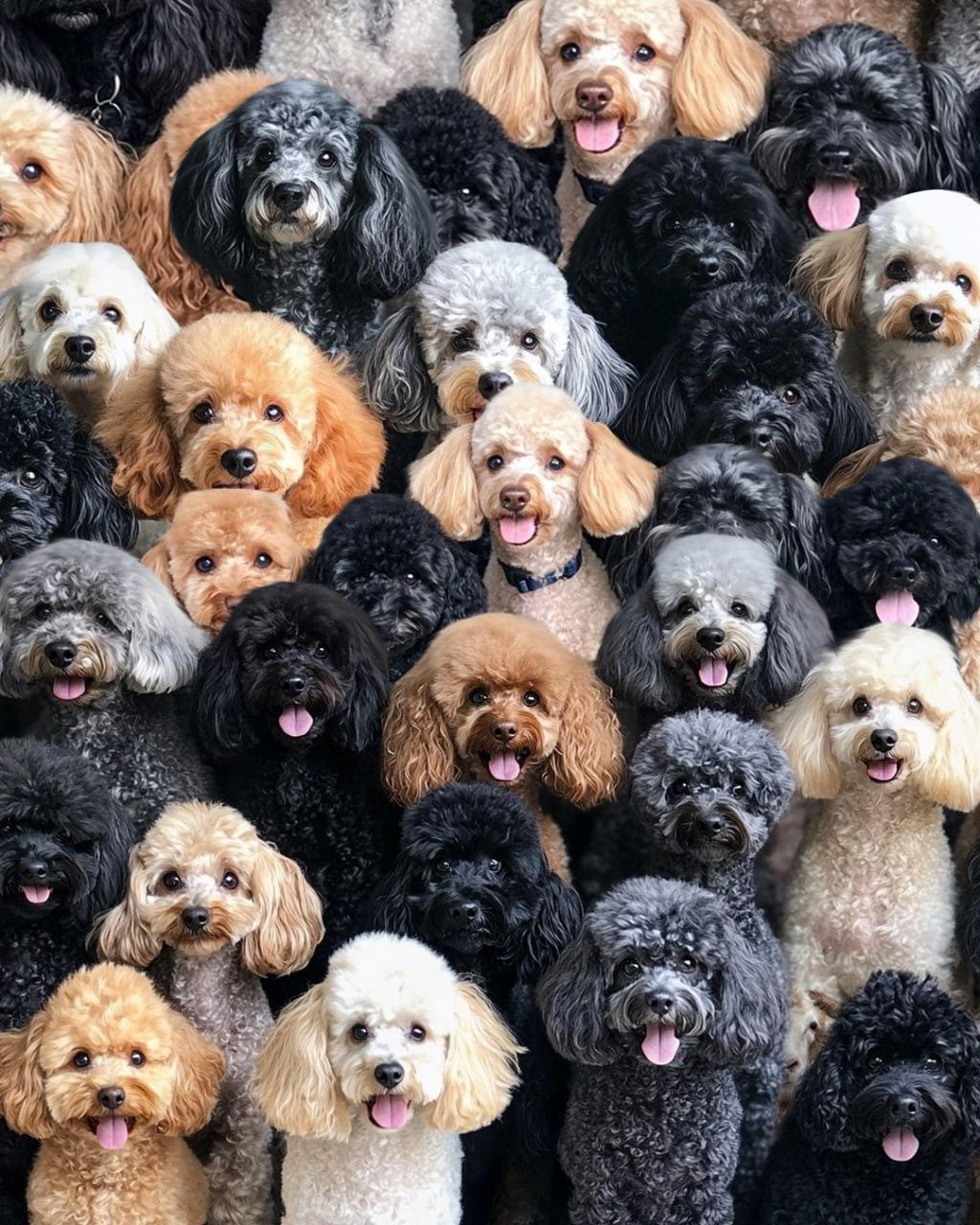 Moramo pronaći ovcu na optičkoj zagonetki / kolažu Moje