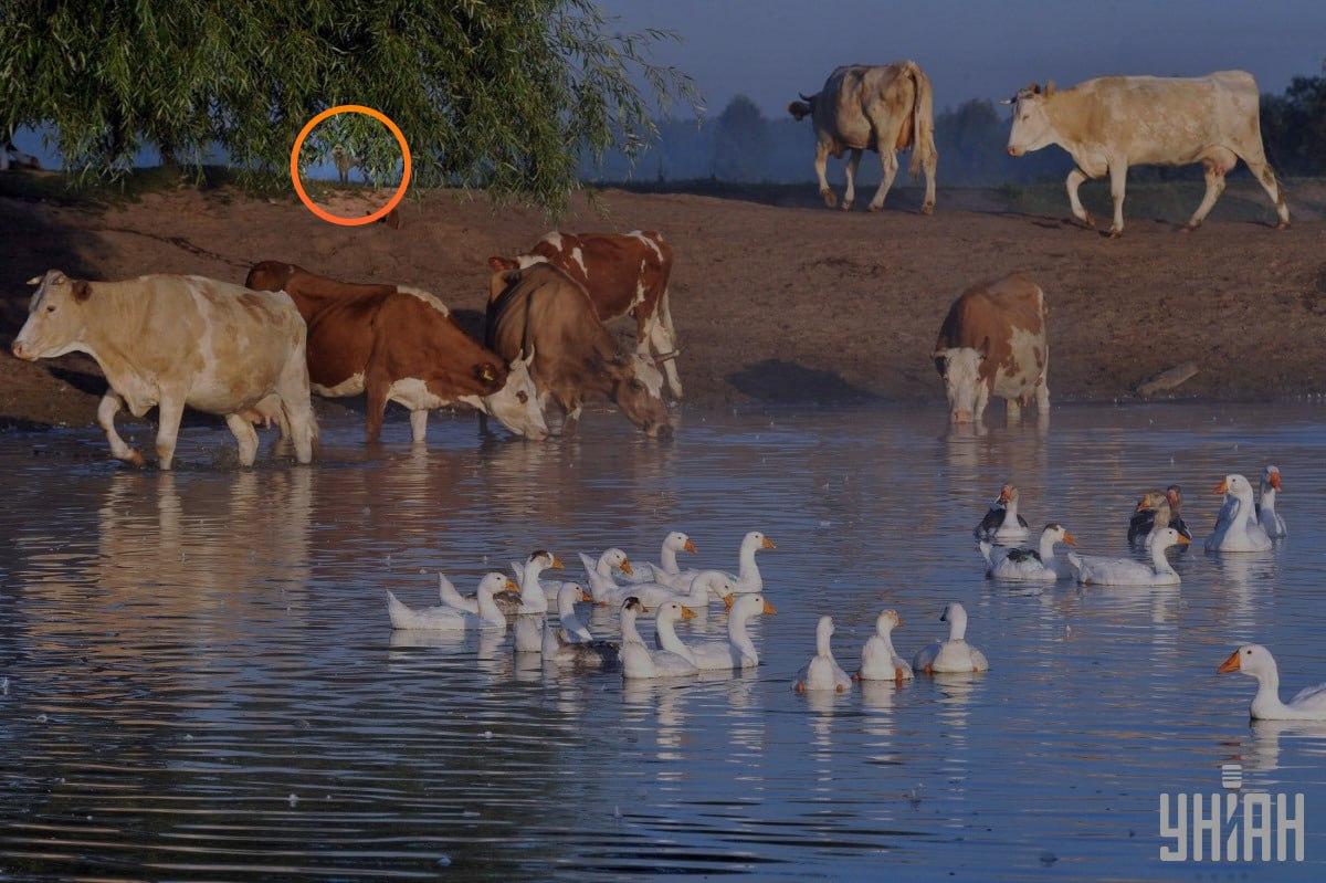 Pas je bio ispod grana drveta / kolaž s fotografijama Moje