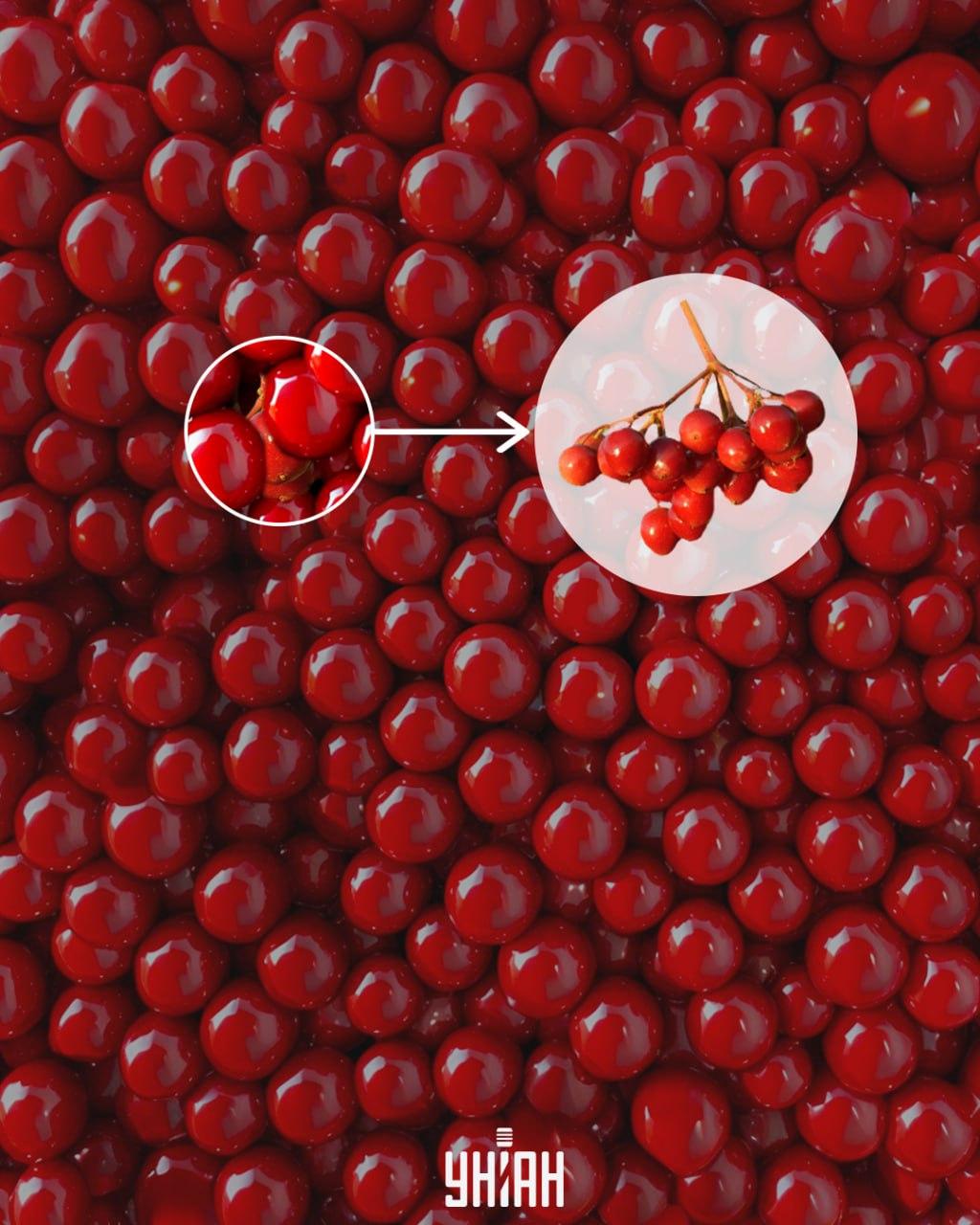 Kalina se mogla brzo pronaći ako se primijeti dio grane / Moje kolaž