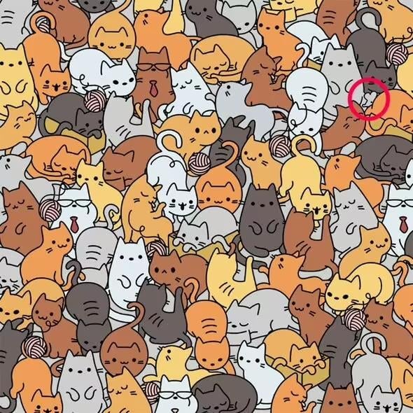 Rješenje / Osiguranje kućnih ljubimaca Everypaw