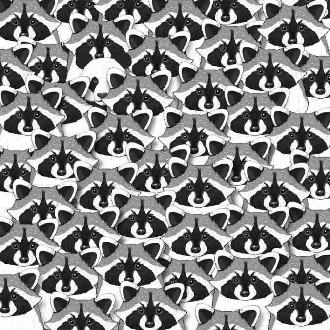 Iluzija za najpažljivije: samo rijetki će uspjeti pronaći pandu među rakunima Iluzija za najpažljivije: samo rijetki će uspjeti pronaći pandu među rakunima