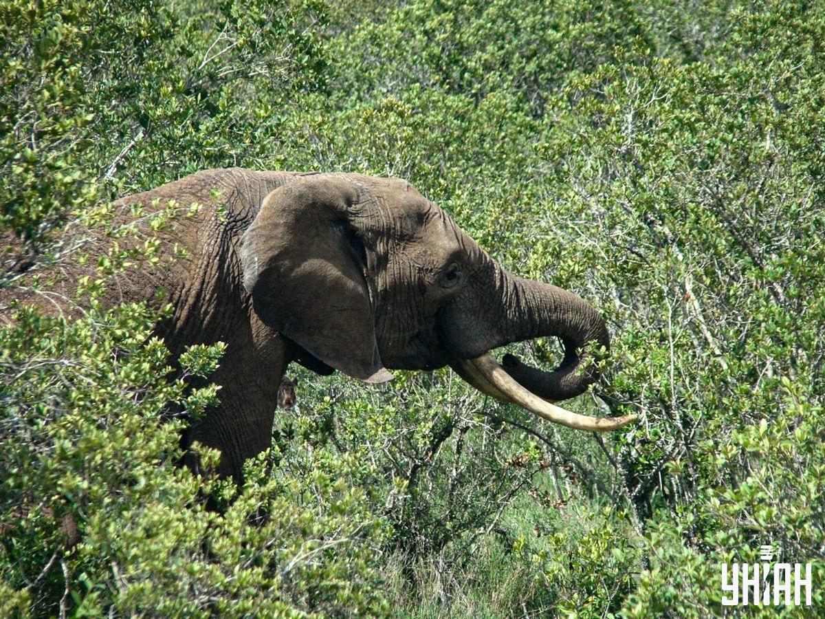Pronađite divlju svinju u samo 10 sekundi / kolaž s fotografijama Moje