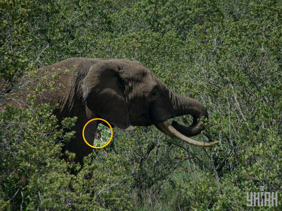Vepar je bio gotovo u središtu slagalice / kolaž s fotografijom Moje