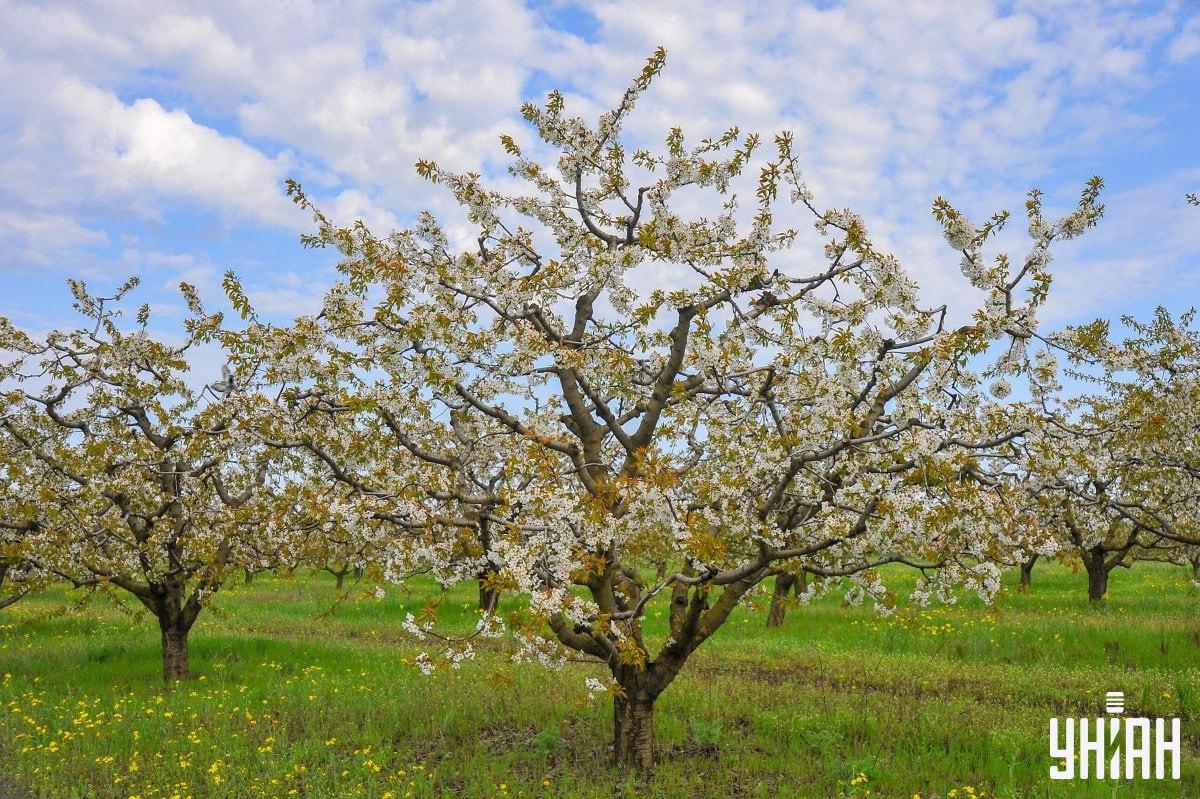 Pronađite goluba na vrijeme na slagalici / kolažu s fotografijama Moje