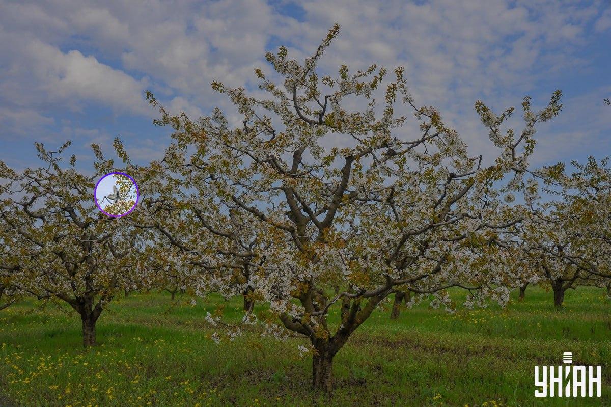 Ptica se nalazila blizu desne strane slike / kolaža s fotografijom Moje