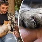 3 razloga zašto mačke gaze ljude 3 razloga zašto mačke gaze ljude