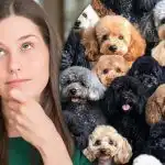 Bravo među ovcama, ali među psima je teško naći ovcu: