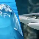 Iznenađujuće teška zagonetka: trebate pronaći morskog psa među dupinima za 9 sekundi Iznenađujuće teška zagonetka: trebate pronaći morskog psa među dupinima za