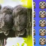 Izuzetno teška zagonetka: pronađite rijetku sovu u 11 sekundi