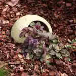 Koliko dugo mogu živjeti biljke i mogu li umrijeti od starosti: objašnjenje biologa Koliko dugo mogu živjeti biljke i mogu li umrijeti od