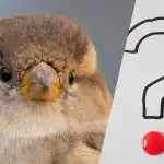 Morate pronaći izgubljenog vrapca među kormoranima u 9 sekundi: nevjerojatna