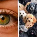 Morate pronaći ovcu među psima za 7 sekundi: zagonetka sa