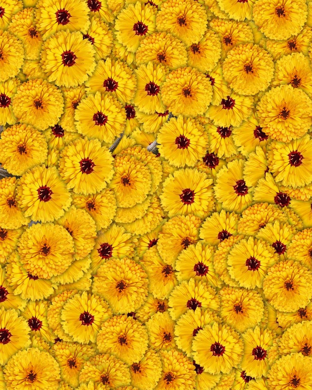 Samo 1 od 10 ljudi će pronaći jelena na slici u 7 sekundi: vrlo složena optička iluzija