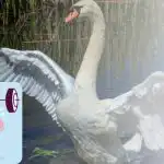 Samo će nadareni pronaći 3 razlike u 30 sekundi: slagalica