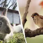 Samo ljudi s briljantnim sposobnostima će pronaći vrapca u 10