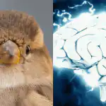 Svi vide bizona, a samo daroviti će pronaći vrapca u