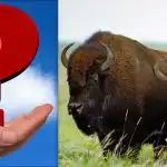 Svi vide bizone, ali morate pronaći leptira u 8 sekundi: vrlo teška zagonetka Svi vide bizone, ali morate pronaći leptira u 8 sekundi: