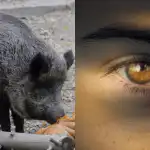Svi vide divlje svinje, a samo 1% ljudi pronađe vrapca