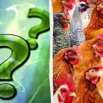 Svi vide kokoši, ali morate pronaći lukavog pijetla u 7 sekundi: podmukla zagonetka Svi vide kokoši, ali morate pronaći lukavog pijetla u 7